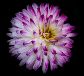 Pink with white Dahlia by Eline Bouwman