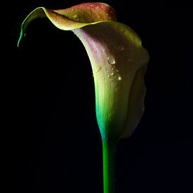 Calla-Lilie (Zantedeschia) im dunklen, skulpturalen Blütenkopf in von Maren Winter