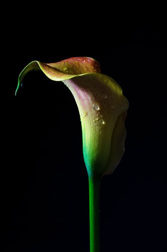 Calla-Lilie (Zantedeschia) im dunklen, skulpturalen Blütenkopf in