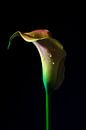 Calla lily (Zantedeschia) dans l'obscurité, tête de fleur sculpturale en par Maren Winter Aperçu