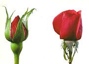 Zwei rote Rosenblüten von David Potter Miniaturansicht