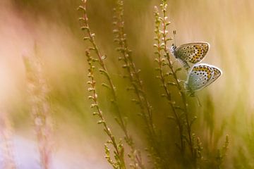 Paarung von Moorbläulingen von Danny Slijfer Natuurfotografie