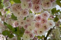 Lichtroze bloesems van een sierkers in het voorjaar 4 van Adriana Müller thumbnail