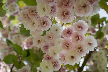Zartrosa Blüten einer Zierkirsche im Frühling 4