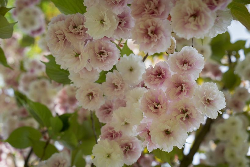 Lichtroze bloesems van een sierkers in het voorjaar 4 van Adriana Müller