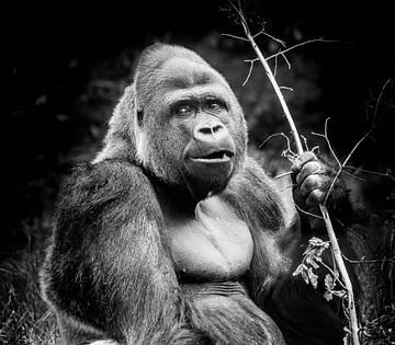 Dieren | gorilla van Sylvana Portier