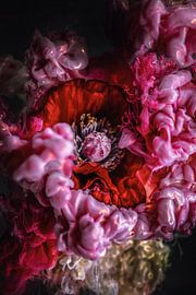 Mohn im Farbenrausch