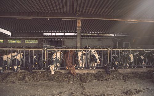 Cows in the barn