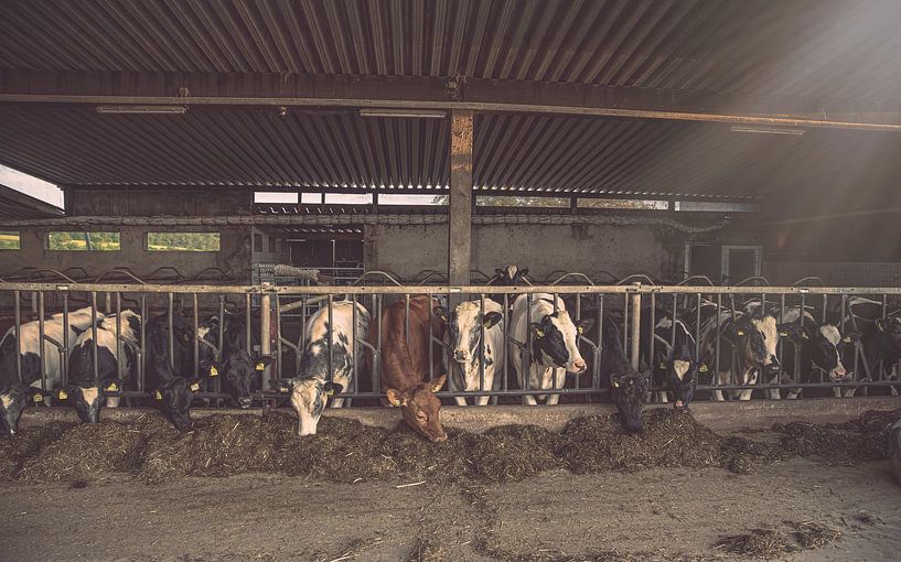 Vaches dans l'étable par Tonny Verhulst
