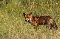 The beautiful fox