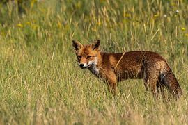 Le beau renard