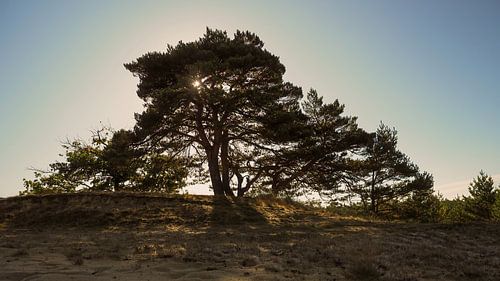 Sonnenaufgang am Beekhuizerzand