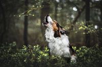 Howling like a wolf