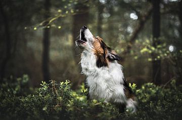 Heulen wie ein Wolf von Thymen van Schaik