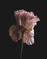 Stilleven roze lisianthus