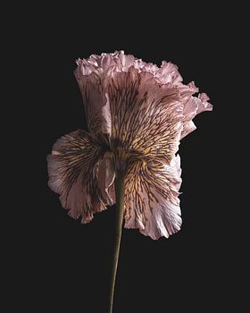 Stillleben rosa Lisianthus