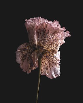Stilleven roze lisianthus van Adje Photography