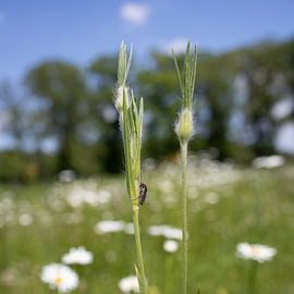 Beast on stem by Fenneke Visscher