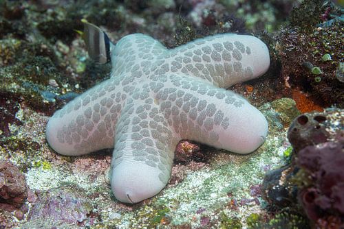 Starfish @ Komodo, Indonesia
