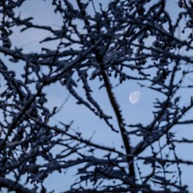 voir la lune briller à travers les arbres sur Eric van Nieuwland