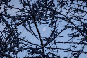 voir la lune briller à travers les arbres