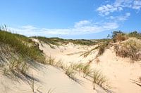 Hollandse duinen
