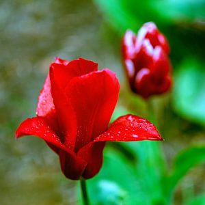 Tulipes sous la pluie sur Jeannine Van den Boer