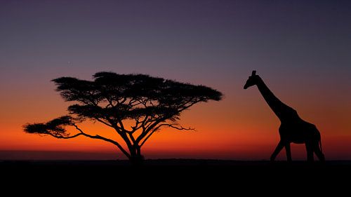 Eine Giraffe an einer Schirmakazie bei Sonnenaufgang von Peter van Dam