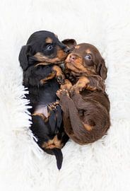 Puppy Love van Shanna van Mens Fotografie