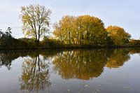 Yellow reflections