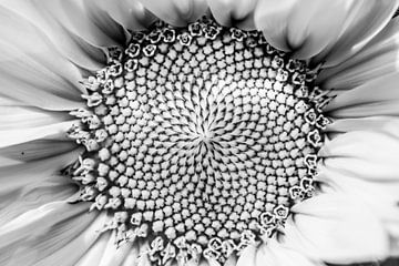 Sunflower B/W by Zsa Zsa Faes