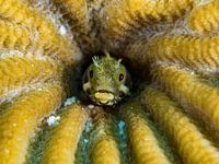 Lenny the blenny