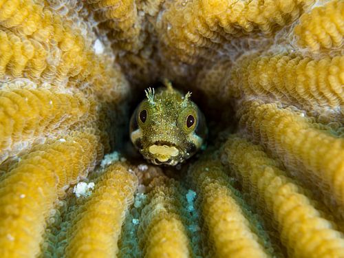 Lenny de blenny