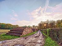 La pile de bois