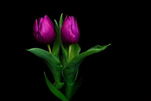 Purple Tulip