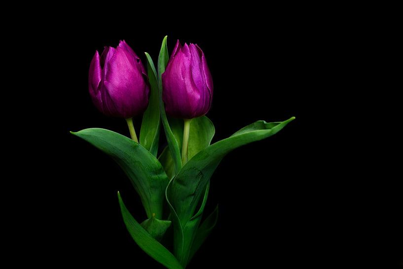 Purple Tulip by Bianca Jansen Fotografie
