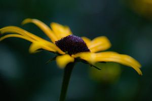 gelbe Herbstblume