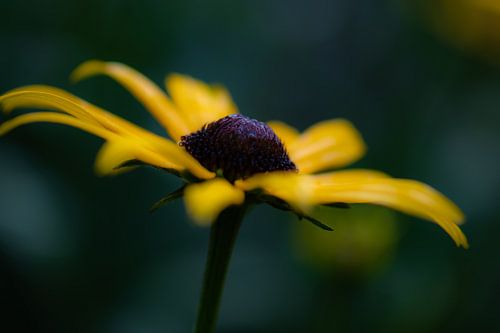yellow autumn flower