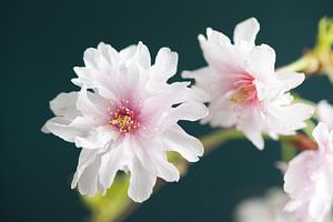 Sakura beauty by Remke Spijkers