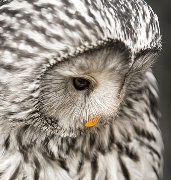 Close-up van een Oeral uil die omlaag kijkt. van Michar Peppenster