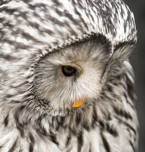 Closeup of a primal owl looking down.