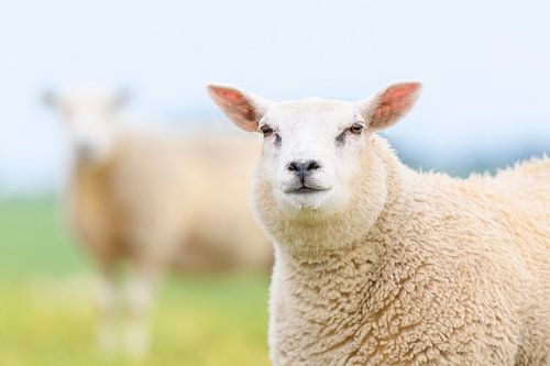 Schapen in een weiland tijdens een lentedag