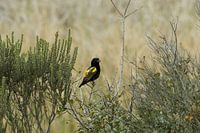 Gele Bisschop Vogel