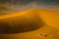 Sahara Gärten