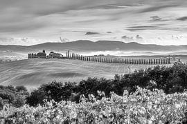 Tuscany landscape with cypress path in black and white by Manfred Voss, Black-White Photography