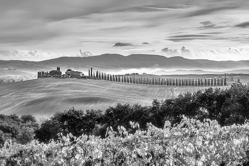 Toscaans landschap met cipressenpad in zwart-wit