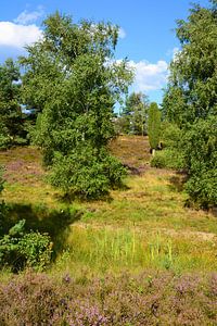 In der Lüneburger Heide