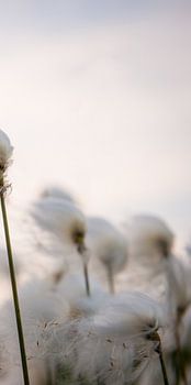 Wolverines (Part 3 of triptych)