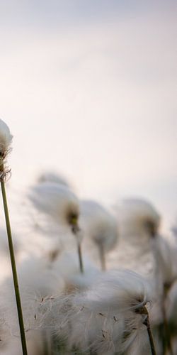 Wollige Zweige (Teil 3 der Trilogie) von Ellis Peeters