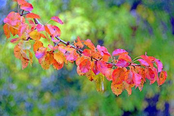 Herfstkleuren van Wiltrud Schwantz